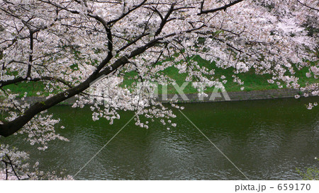 花に酔う（北の丸公園辺り）８ 659170
