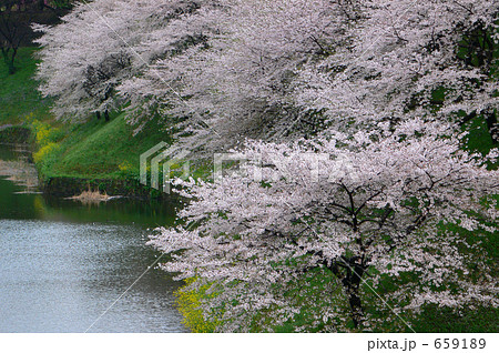 花に酔う（北の丸公園辺り）１５ 659189