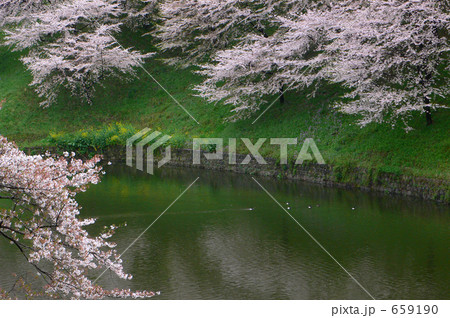 花に酔う（北の丸公園辺り）１６ 659190