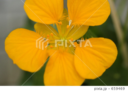 ナスタチウムの花びら 659469