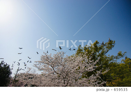 春の空に羽ばたく鳥の群れ 659535