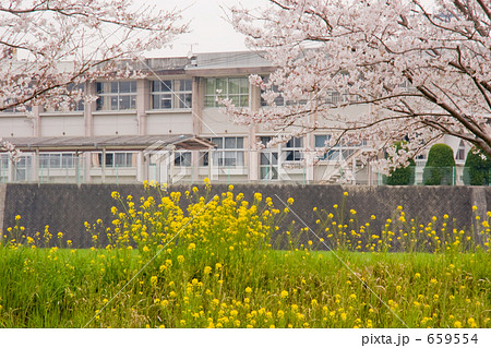 桜咲く学校 659554