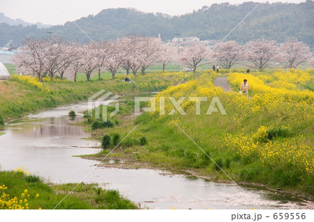 川沿いに咲く春の花 川沿いに咲く春の花 659556