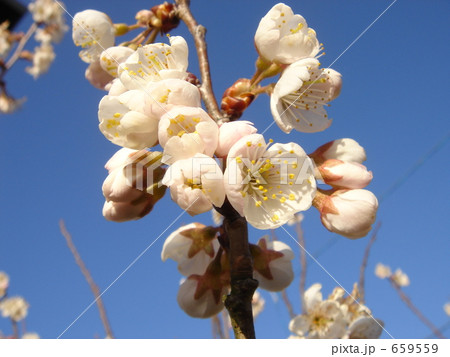 さくらんぼ 659559