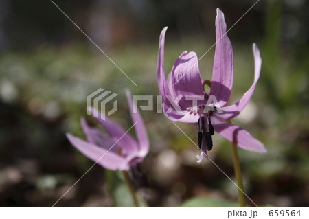 カタクリ カタクリ 659564