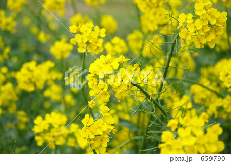 菜の花畑 659790