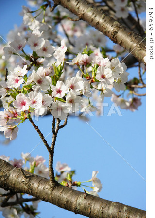 枝桜 659793