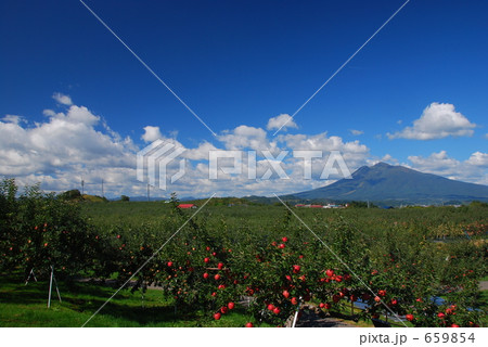 赤いりんごと岩木山 659854
