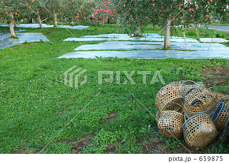 りんごの収穫 りんごの収穫 659875