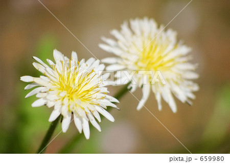 白いたんぽぽ 659980