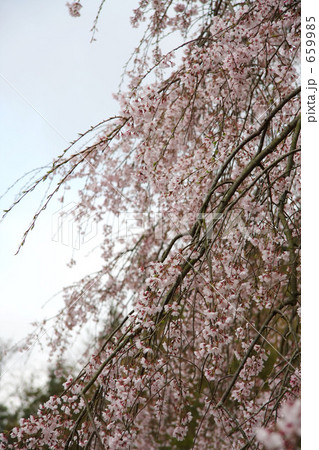 枝垂れ 659985