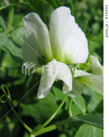 白い鞘豌豆の花 659993