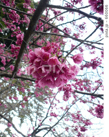 カンヒザクラ カンヒザクラ 660066