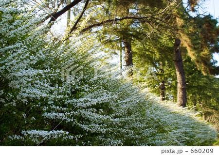 ユキヤナギ 660209