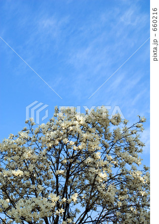 コブシの花 コブシの花 660216
