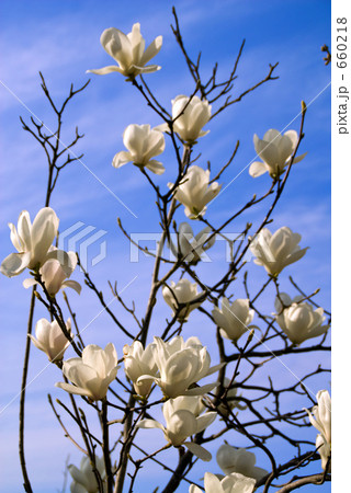コブシの花 コブシの花 660218