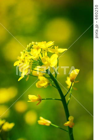 菜の花 660250