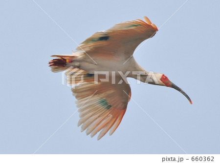 飛翔するトキ 660362