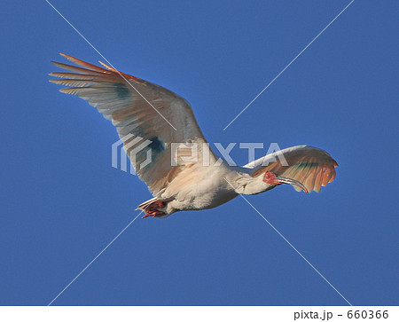 朱鷺の飛翔 660366