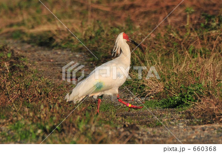 農道をスキップするトキ 660368