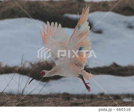 雪原を飛ぶ朱鷺 660516