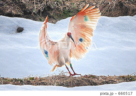 雪原の朱鷺 660517