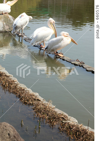 上野動物園のペリカン 660576