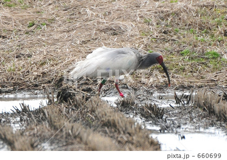 水田で探餌する放鳥トキNo.07 660699