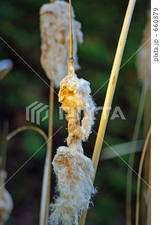 ガマの綿毛 660879