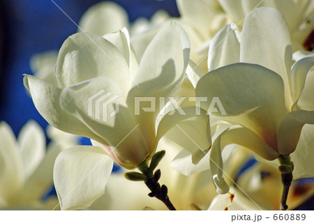 満開の白木蓮 660889