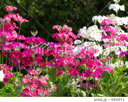 紅白の桜草 660951