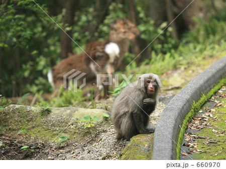 屋久サル 660970