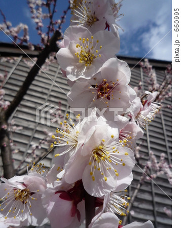 金沢　寺町の梅 660995