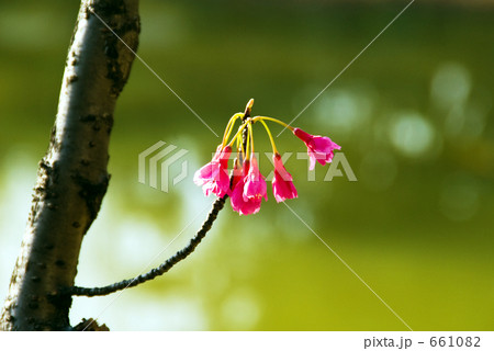 カンヒザクラ カンヒザクラ 661082