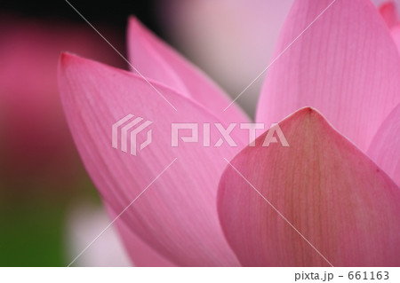 ハスの花 661163