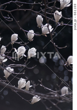 Yulan magnolia Yulan magnolia 661169