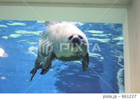 のとじま水族館のアザラシ のとじま水族館のアザラシ 661227