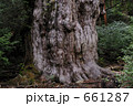 樹齢7300年 661287