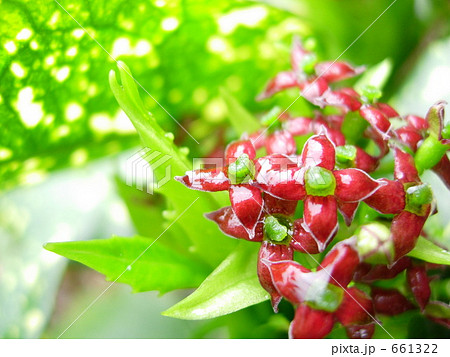 アオキの花 661322