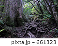 屋久島原生林 661323