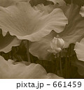 泥水に染まらない蓮の花 661459