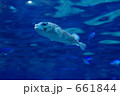 ハリセンボン 661844