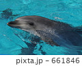 イルカ 661846
