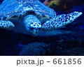 泳ぐ亀（正面） 661856