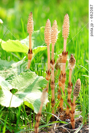 早春の陽光 早春の陽光 662087