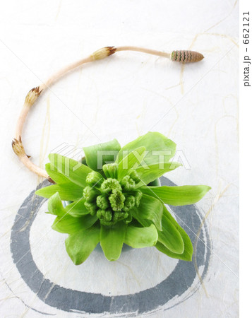 春楽しんでマル 662121