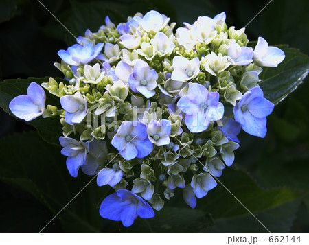 アジサイ アジサイ 662144