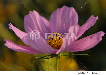 コスモス 662280