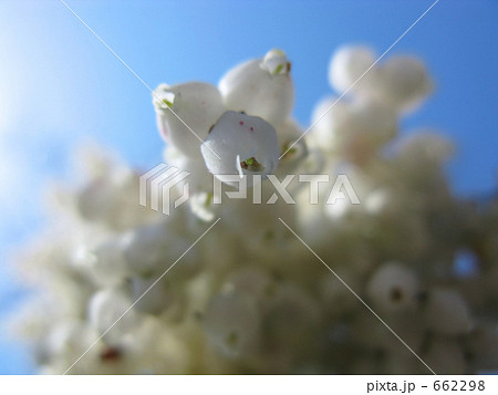 見上げてみたよアセビの花 662298