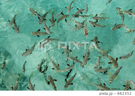 ボラの大群　343 662352